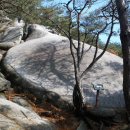 바위와소나무 이미지