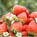 혜숙농장 이미지