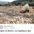 곡식 농산물수입 농민파탄주범 썬라이즈 김건희윤석열 주범 이미지