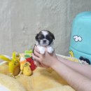 (주)아이토이 | 광주 오선동강아지분양 펫왕국 애견분양샵 초보견주 토이말티푸 입양 후기