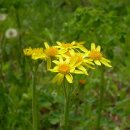 솜방망이 이미지