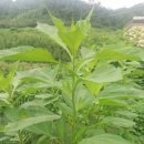 용래농장 이미지