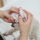 향기펫샵 이미지