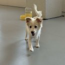 놀러오개 | 🐶 사상 강아지 유치원 “놀러오개” 후기