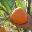 감나무 재배법 이미지
