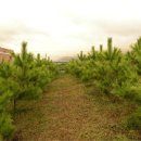 보광농원 이미지