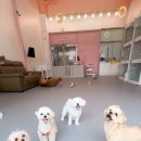 밀크독 케어 애견유치원 호텔 이미지