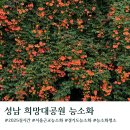 희망대공원 | 서울근교 경기도 능소화 명소 성남 희망대공원 주차 실시간