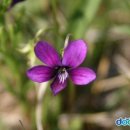 꽃의 노래 이미지