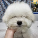 도그몽 | 일상🤍동구 애견미용샵 추천, 도그몽