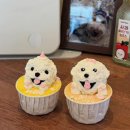 멍달구리 이미지