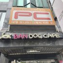 도그카페 | 경기도 성남 위례 애견카페/실내 실외 운동장 강아지 놀이터 반도그카페 후기