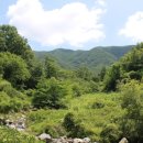 보령산양산삼