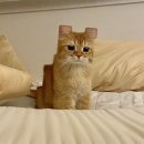 고양이카페 이미지