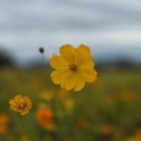 2025.10.9(목) 국토횡단 도보여행 (도심역~장자호수공원역) 10.5km~ 진행자 후기 이미지