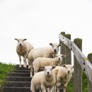 염소자리 이미지