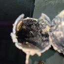 엘림아파트앞 | 대전 하수구 뚫는 업체 확실하게 뚫어드리는 엘림누수ENG 1층 싱크대 역류 해결 현장 방문 후기