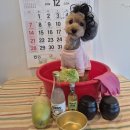 비바도기 이미지