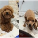 오송프렌즈샵