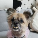 러블리하개 이미지