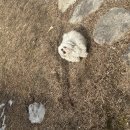 소형견 하네스 추천: 러프웨어 하이앤라이트 경량 하네스 (XXXS 사이즈 착용 후기)