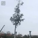 키큰놈 이송 이미지