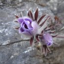 임계중학교 이미지