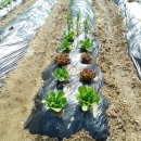 천안 도시농부학교 9기 7주 차 수업 후기, 완두콩 지주대, 난각칼슘 제조법, 봄꽃 화단 조성, 쌈 채소...
