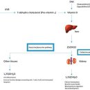 Re: 비타민 D anticancer mechanism 이미지