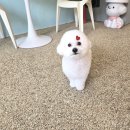 개이쁘댕 이미지