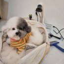 주식회사 메이트 | [고객 리얼 후기] 두즈 드라이기와 함께라면 어디든 좋아~