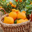 호근농장 이미지