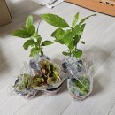 야래향 | ★밤에만 꽃을 피워 모기를 쫒는 식물 '야래향' 구매 후기★