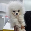 프렌즈의원 | 😲부천강아지분양 댕댕프렌즈 강아지분양 부천점 강아지 퀄리티 실화야?✨