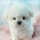 인천강아지분양판도라독가정분양