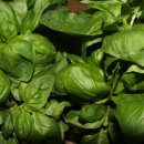 페스토(Pesto) 이미지