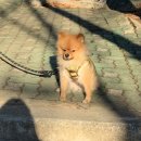 희야네 애견미용실 이미지