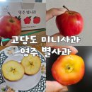 응팜 | 영주 별사과 별모양 고당도 미니 사과 내돈내산 솔직후기