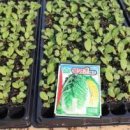 상열농장 이미지