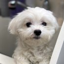 금촌애견 이미지