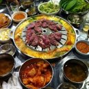 장수갈매기 이미지