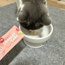 팝스스토어 | 저지방 고양이 습식 추천 저칼로리 팝케어팝스 급여 후기