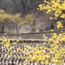 이천 산수유 축제 이미지