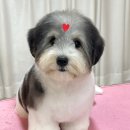 트리멍 이미지