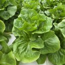 호야농장 이미지