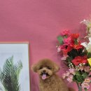 댕댕뷰티 이미지