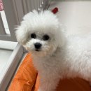 미통세탁 | 내돈내산 강아지 방석 통세탁 가능한 침대 6개월 찐 사용후기 미마코 사계절 강아지 방석