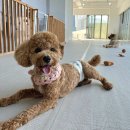 같이놀레오 이미지