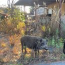Radioactive wild boar-pig hybrid emerges in nuclear wasteland of Fukushima 이미지