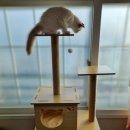 고양이분양 꽃개와 꽃냥 인천 청라점 이미지